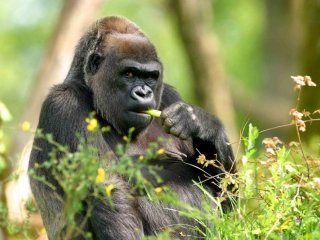 Observation de gorilles dans le Parc National de Virunga