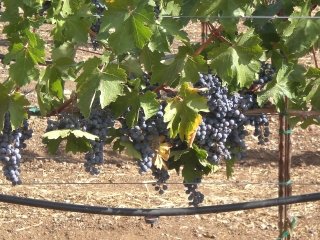 Dégustation de vin de la vallée Yakima