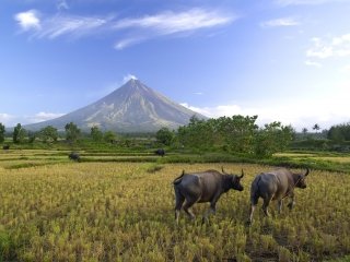 Ascension du volcan Mayon
